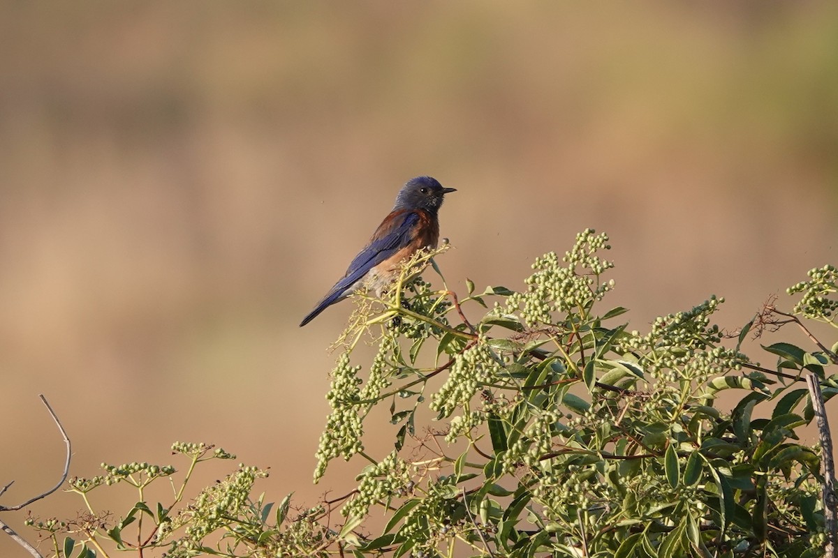 Western Bluebird - ML591974691