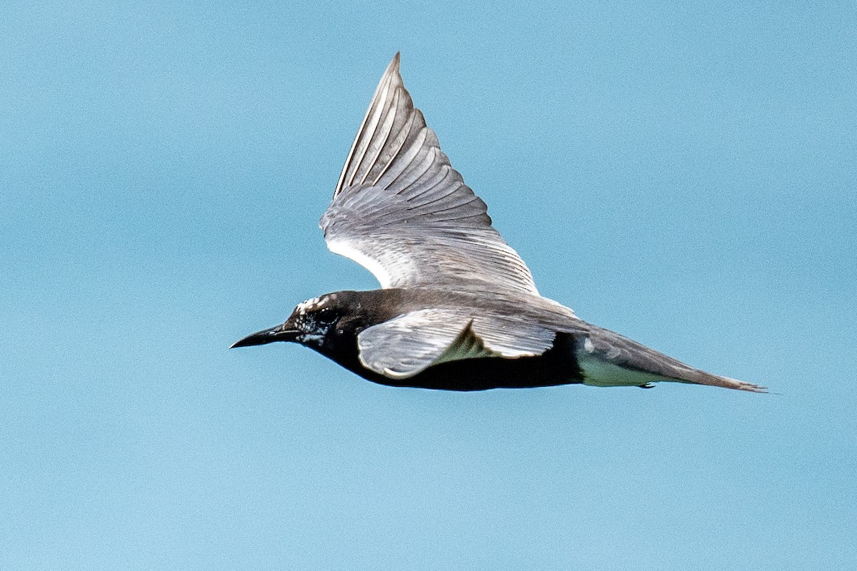 Black Tern - ML591974731