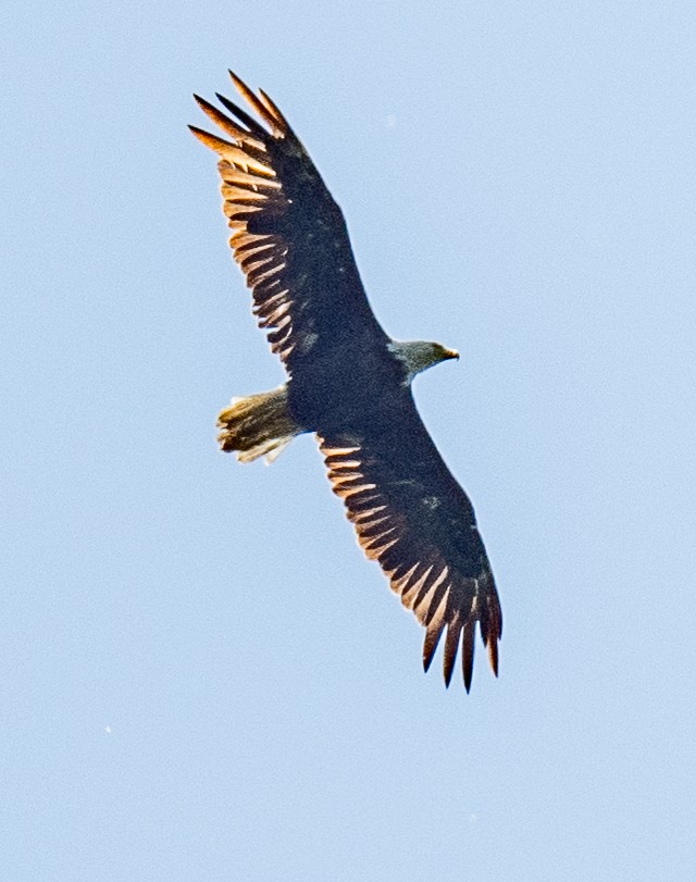 Ak Başlı Kartal - ML591974801