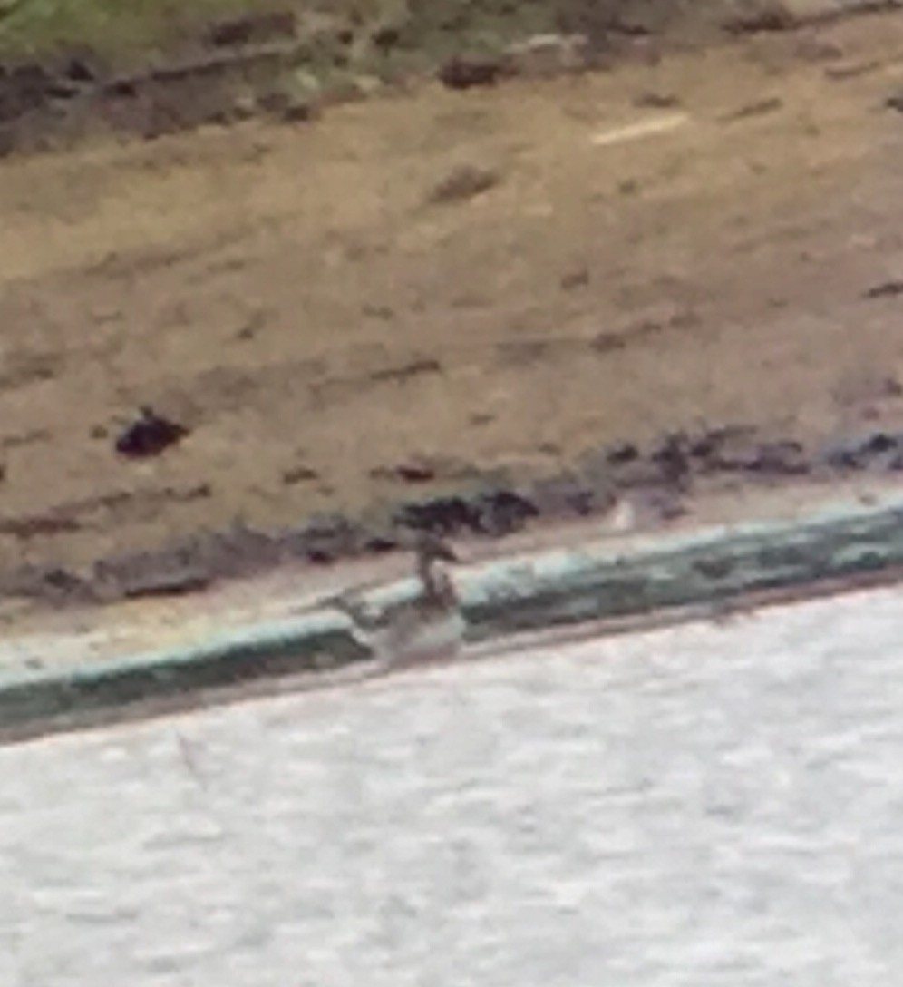 Red-necked Phalarope - ML59197491