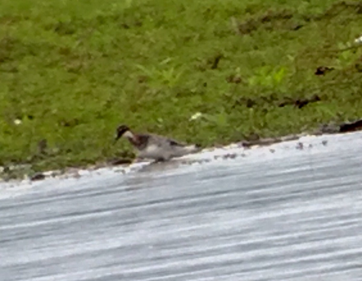 Red-necked Phalarope - ML59197501