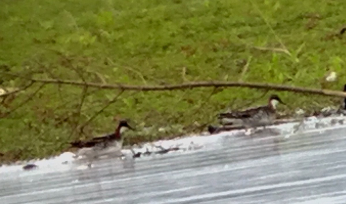 Red-necked Phalarope - ML59197511