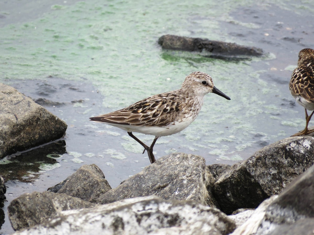 Semipalmated Sandpiper - ML591975111