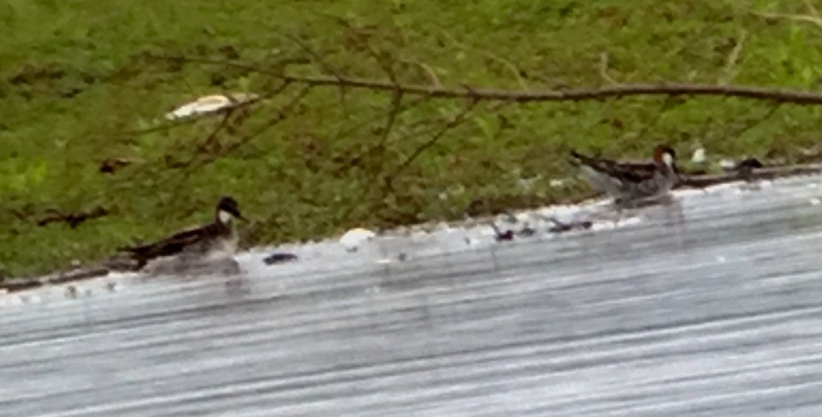 Red-necked Phalarope - ML59197521