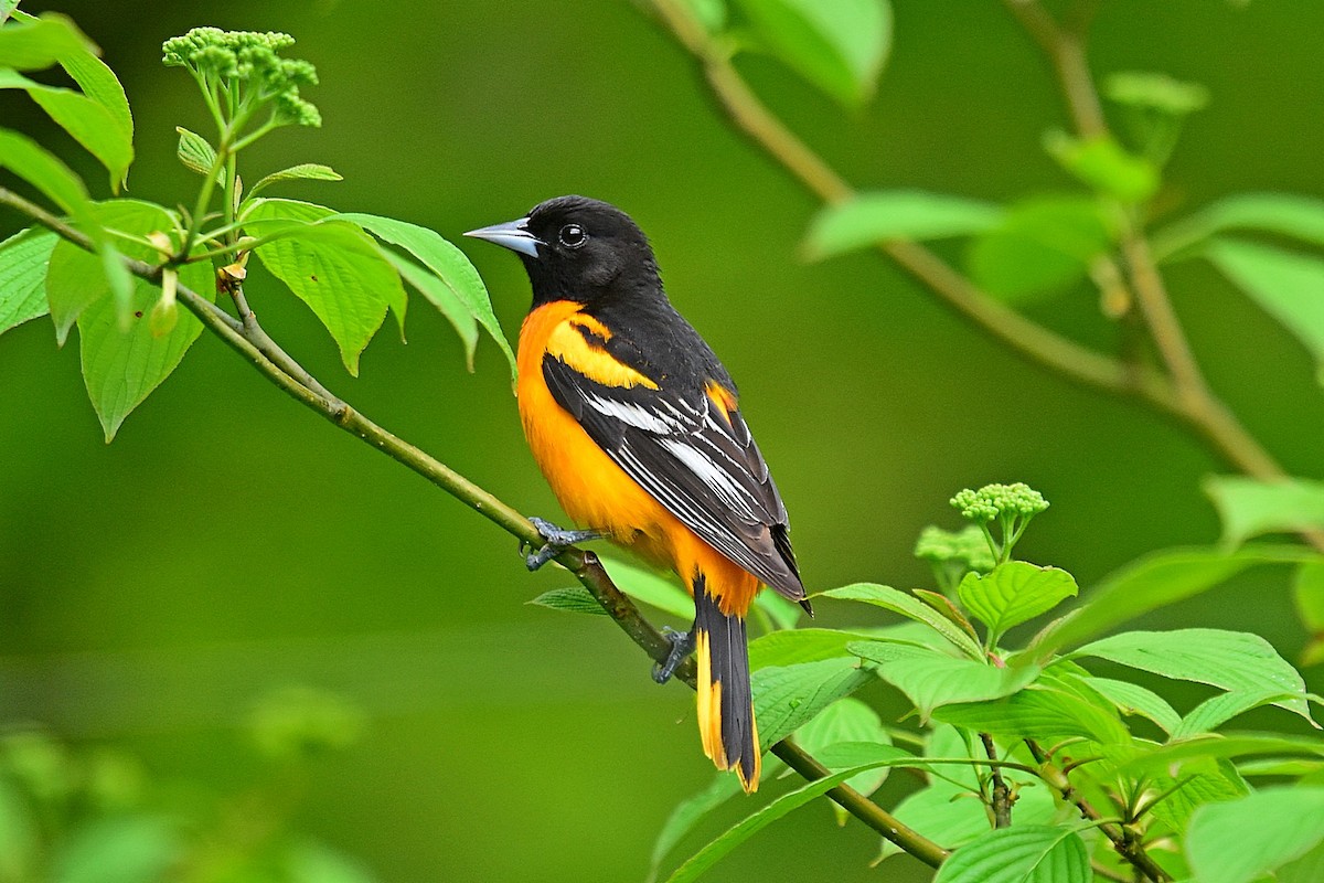 Baltimore Oriole - Joel Trick