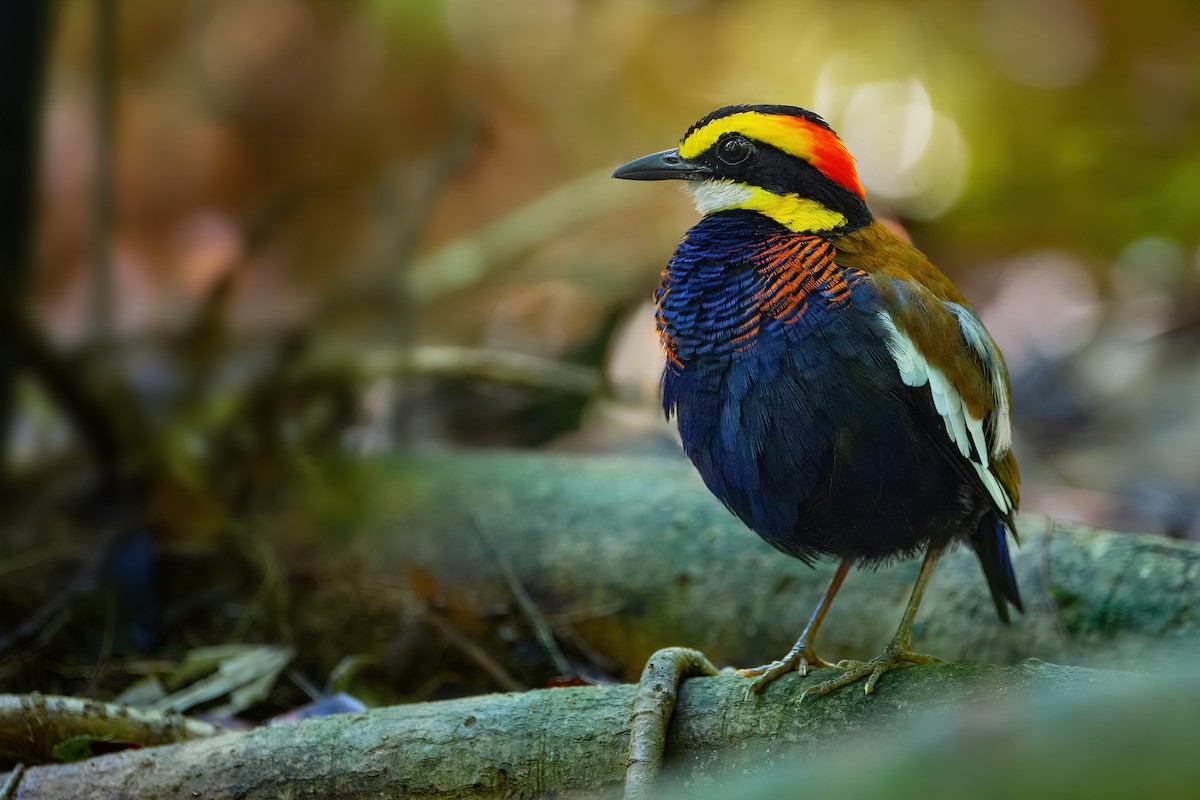 Malayan Banded-Pitta - JJ Harrison