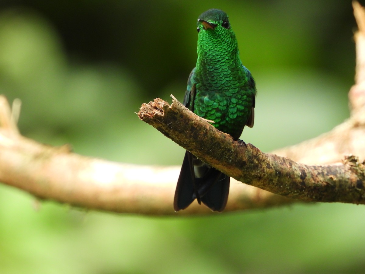 Steely-vented Hummingbird - ML591976651