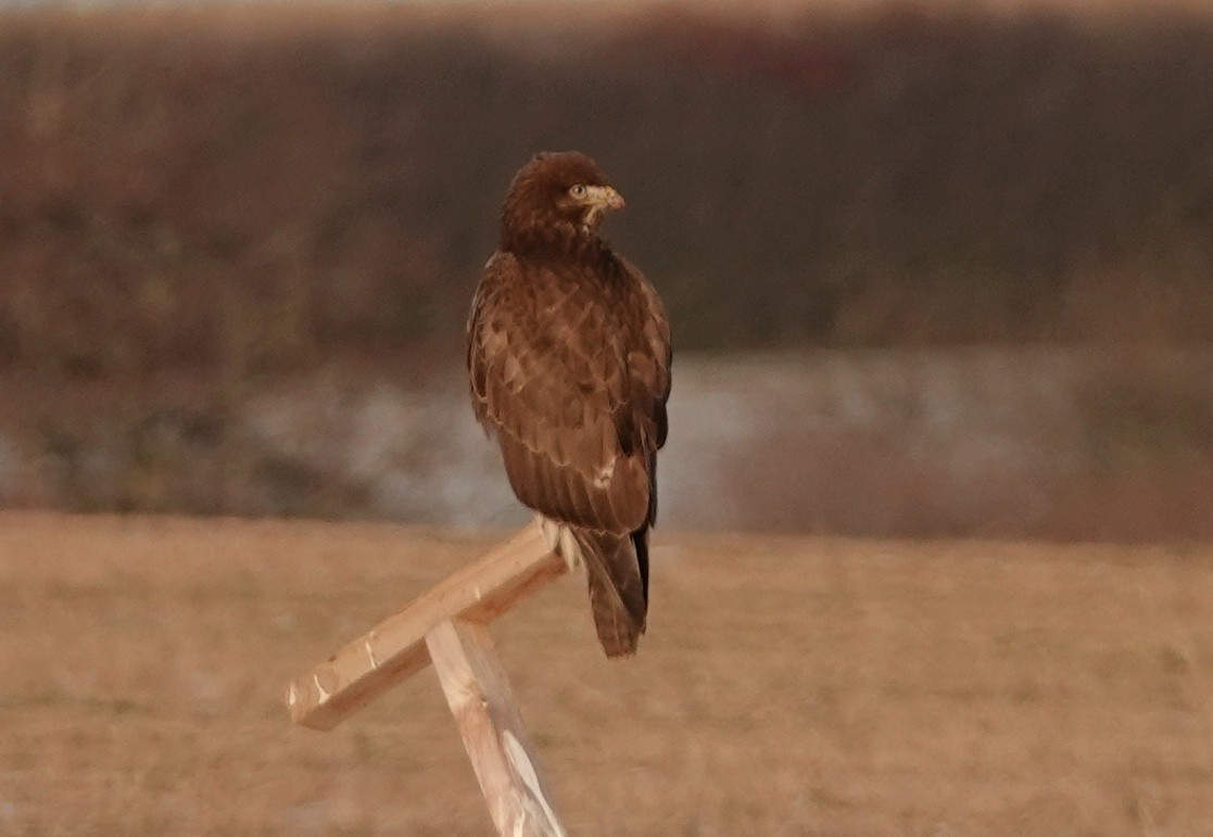 Common Buzzard - Josef Trojan