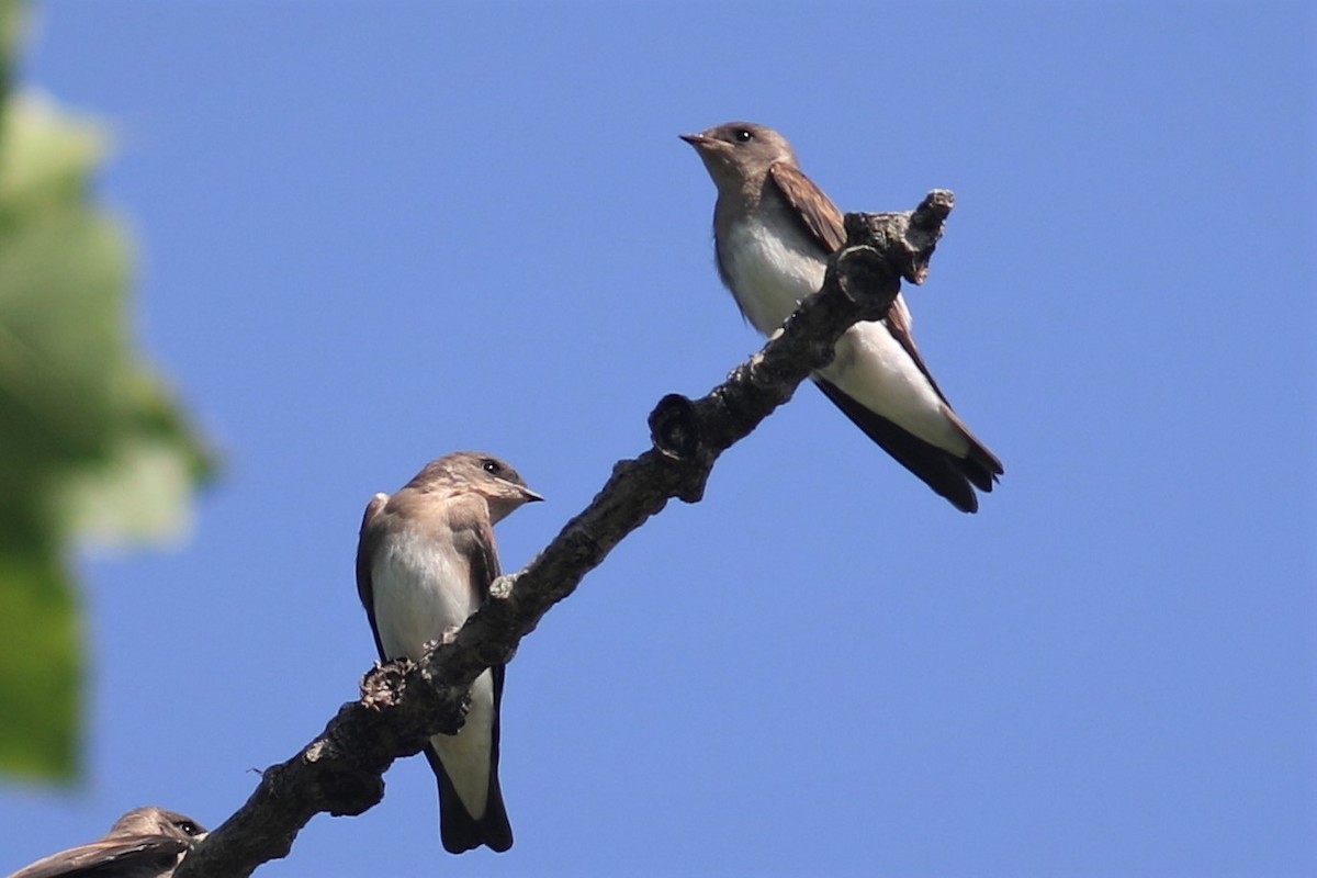 Northern Rough-winged Swallow - ML591978861