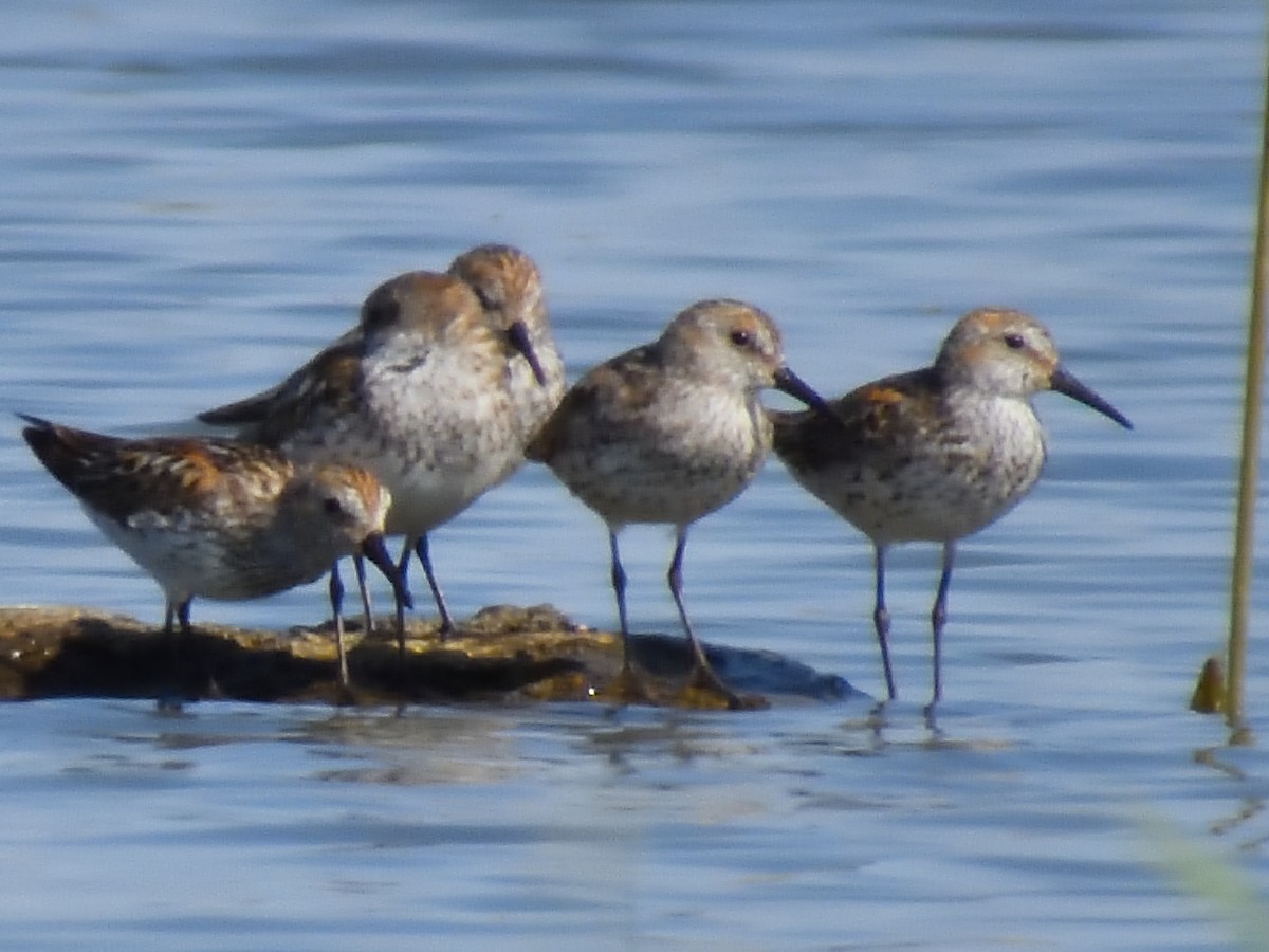 Western Sandpiper - Pat McGrane