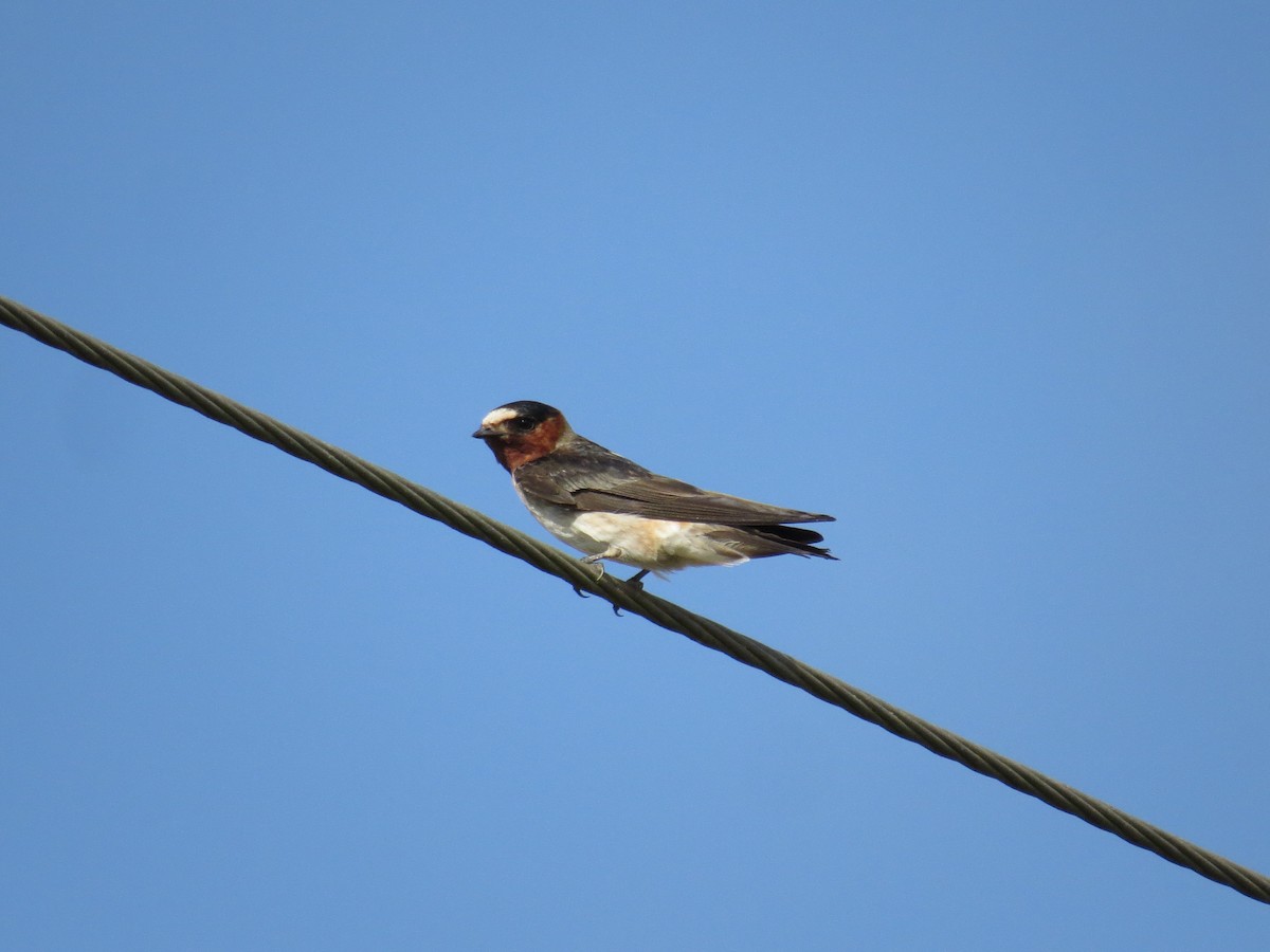 Hirondelle à front blanc - ML591981351