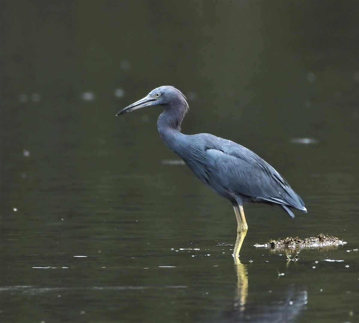 Little Blue Heron - Francisco Capli CON