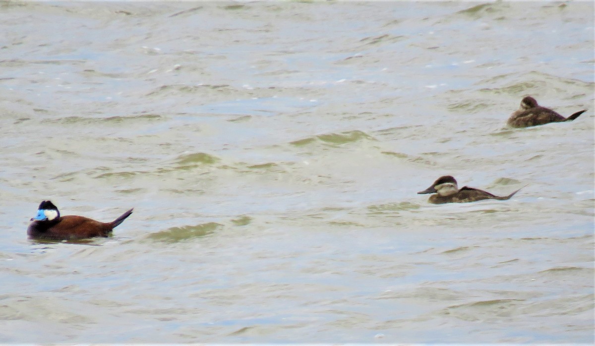 Ruddy Duck - ML591982331