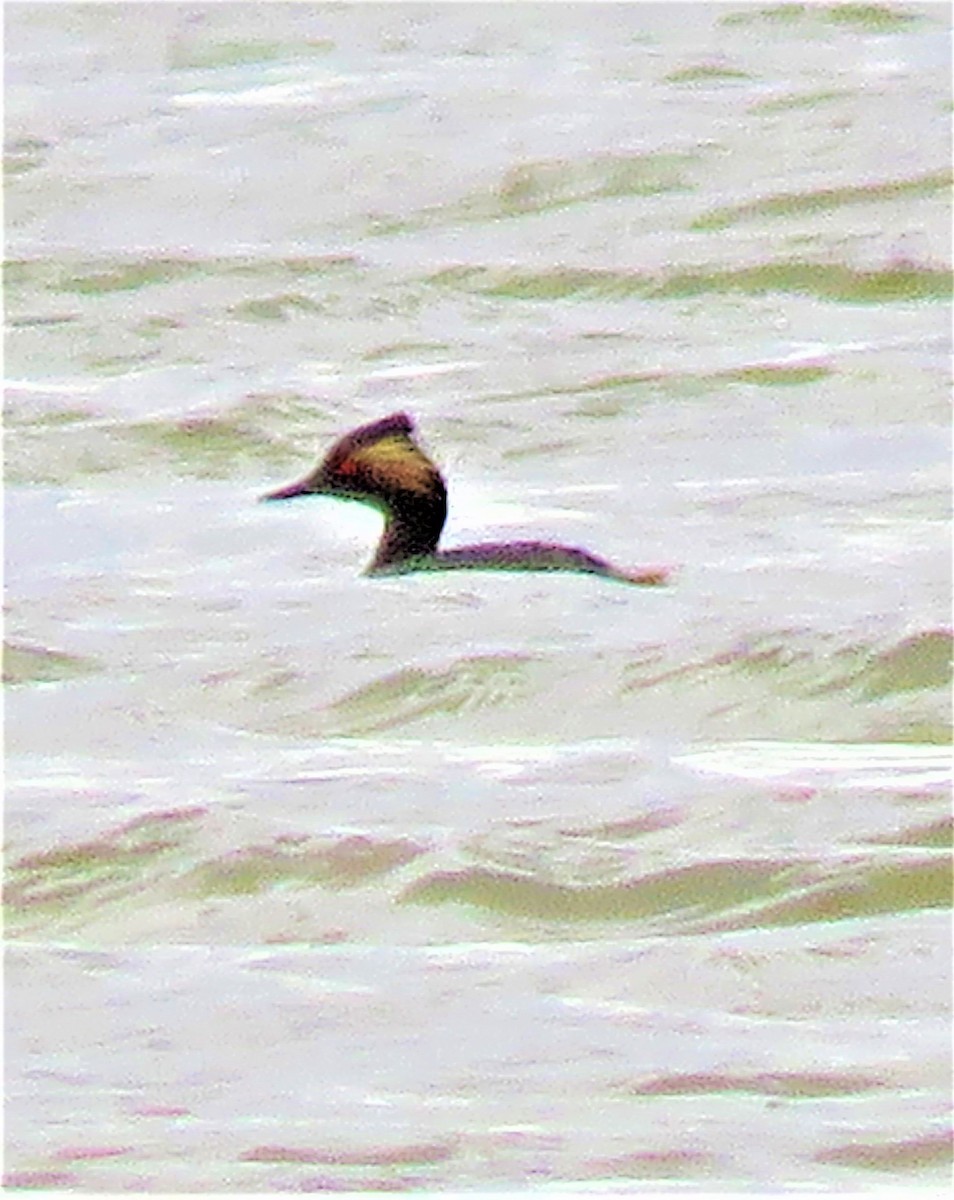 Eared Grebe - ML591982471