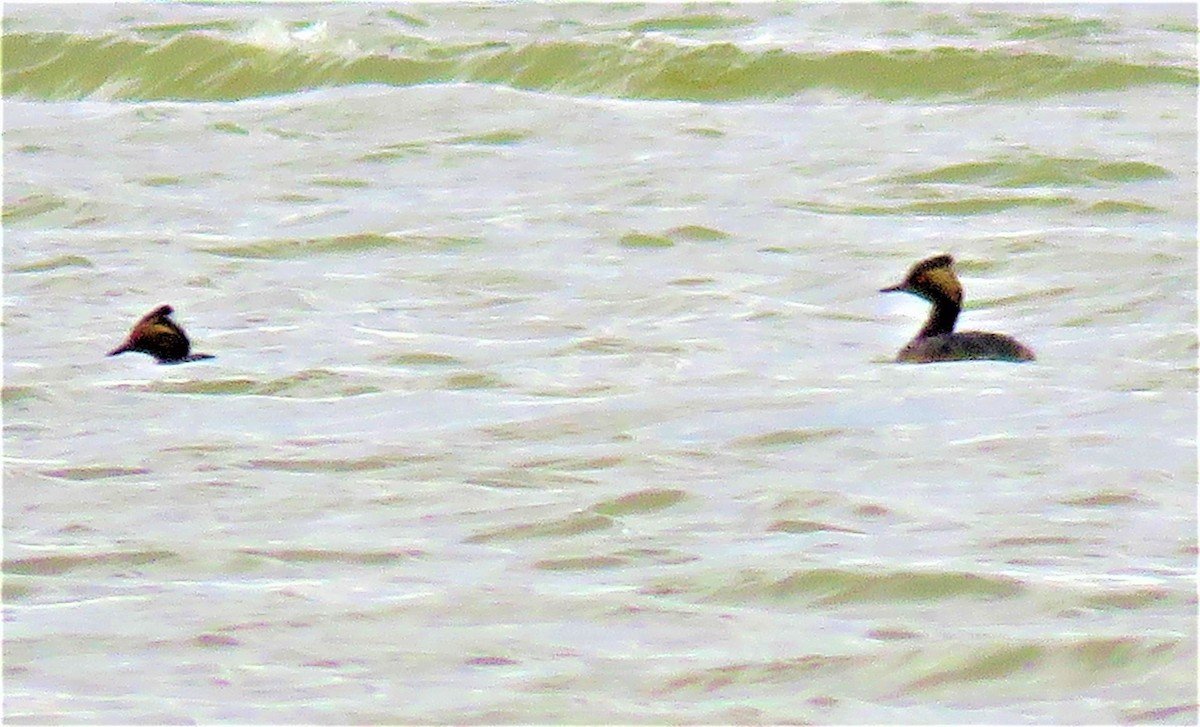 Eared Grebe - ML591982481