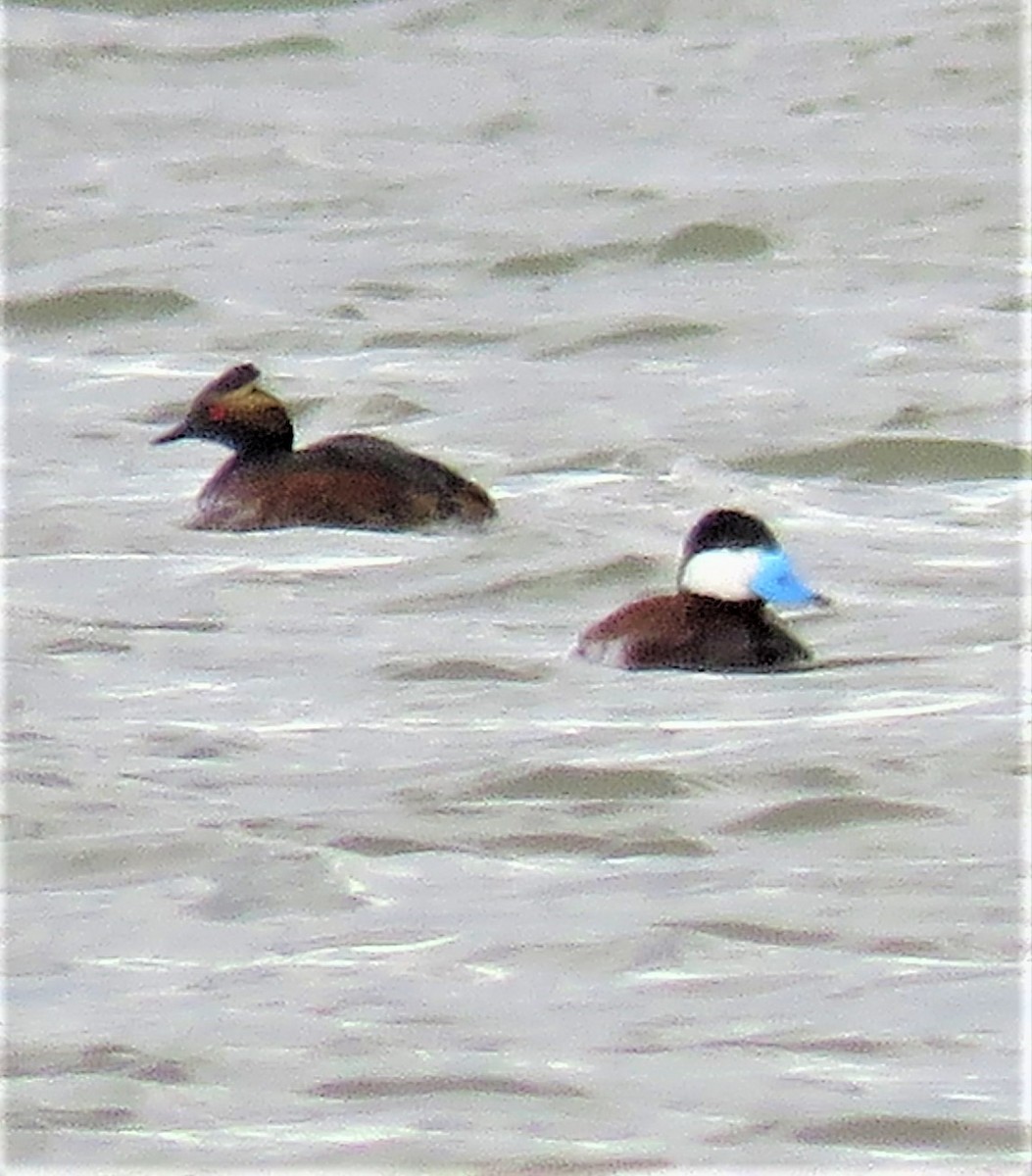 Eared Grebe - ML591982491