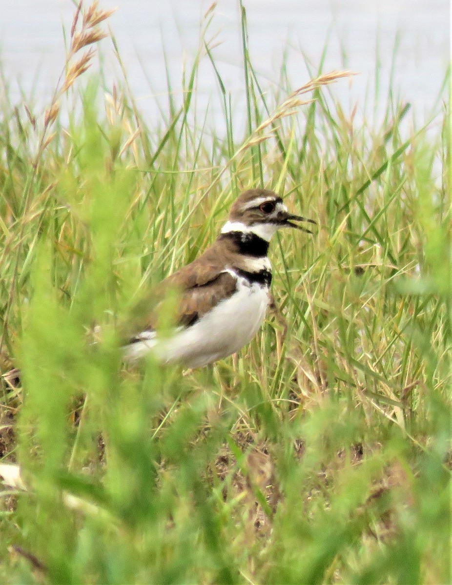 Killdeer - ML591982781