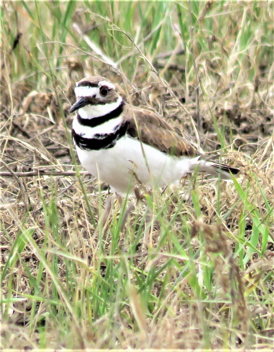 Killdeer - ML591982791