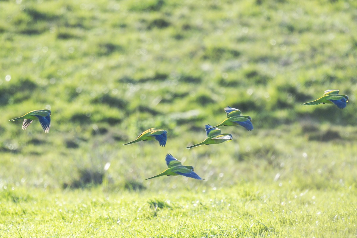 Monk Parakeet - Amed Hernández