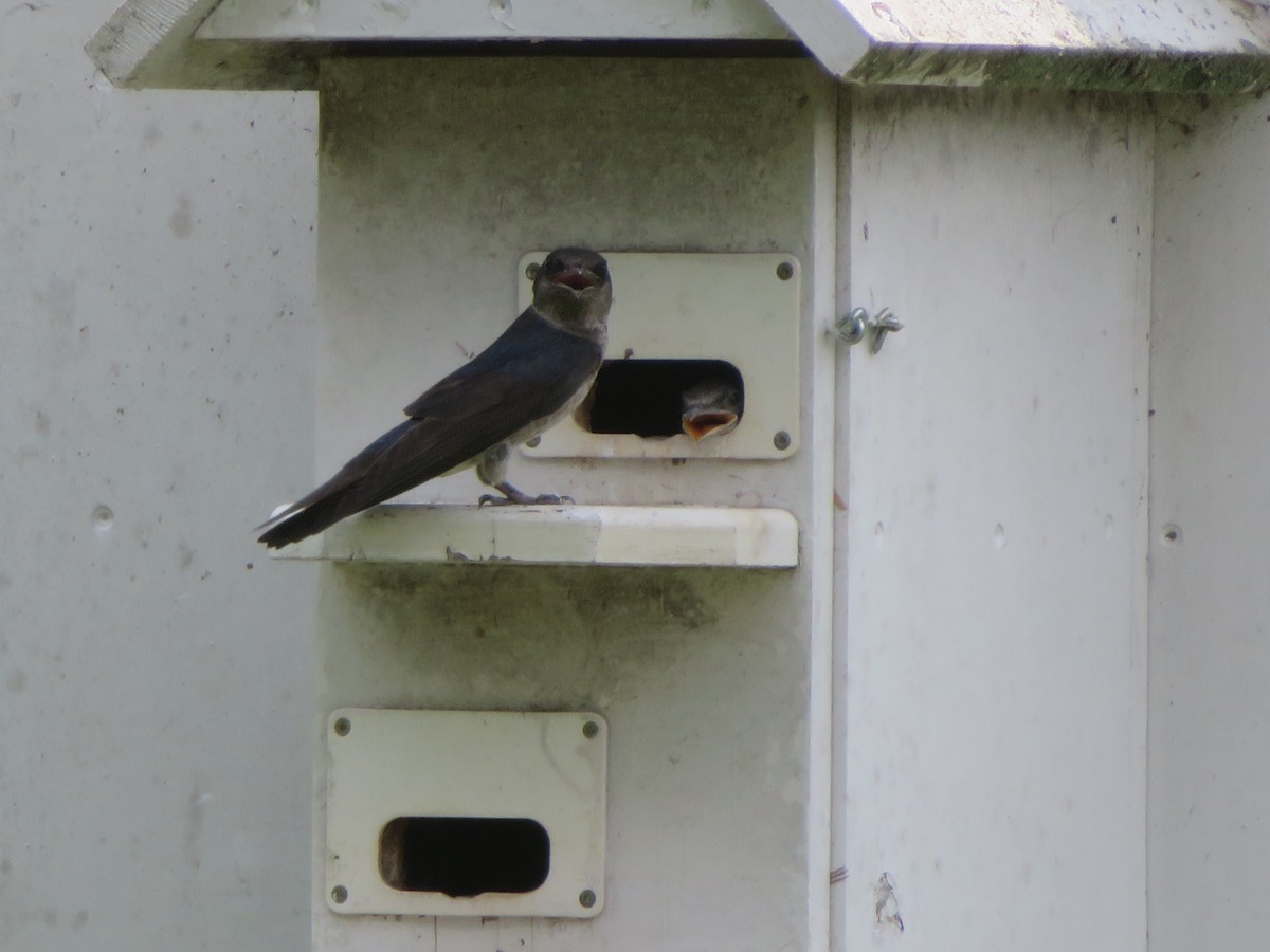 Purple Martin - ML591985081