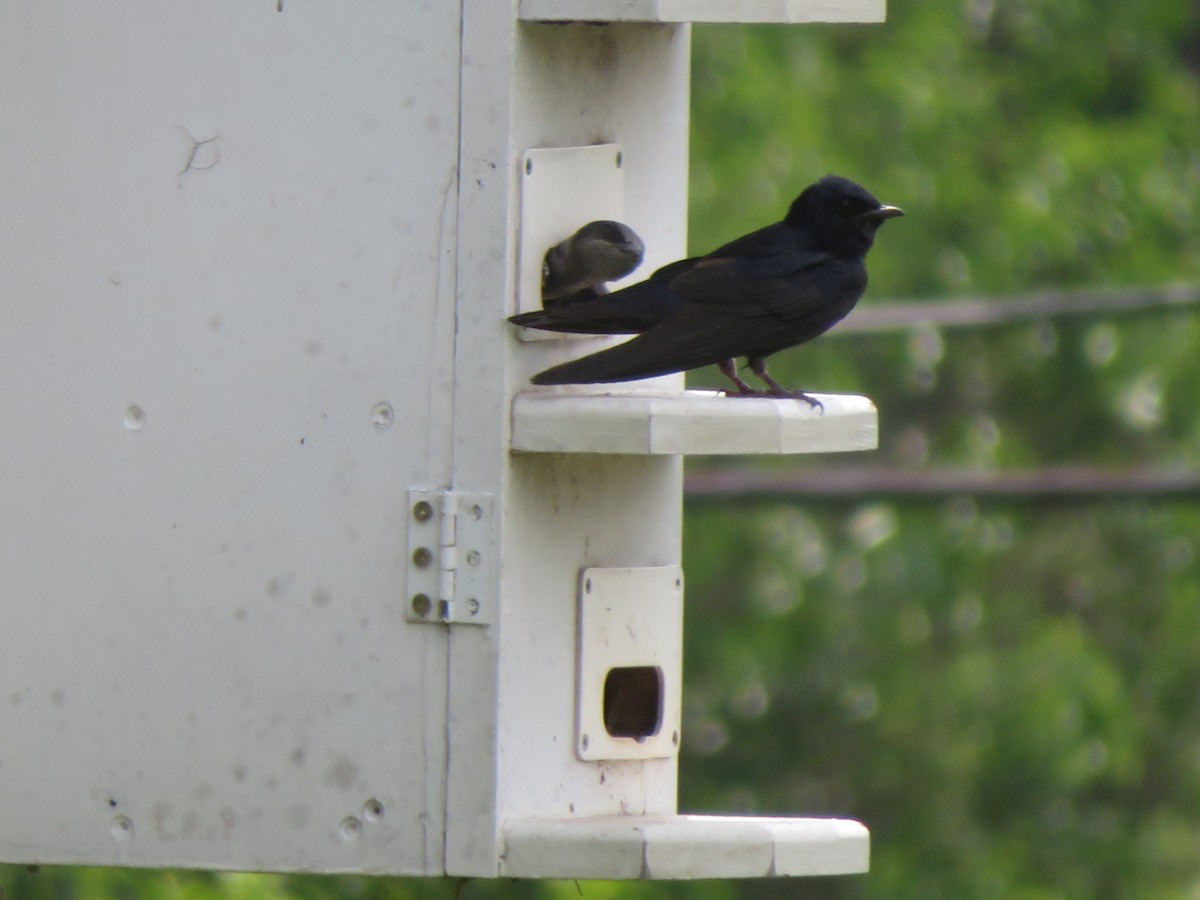 Golondrina Purpúrea - ML591985301