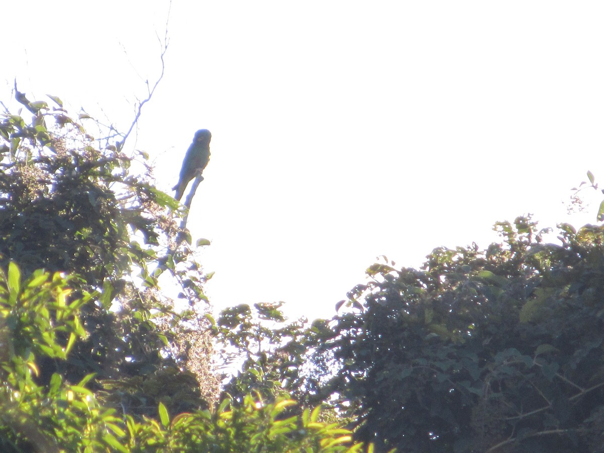 Blue-winged Macaw - ML591985471