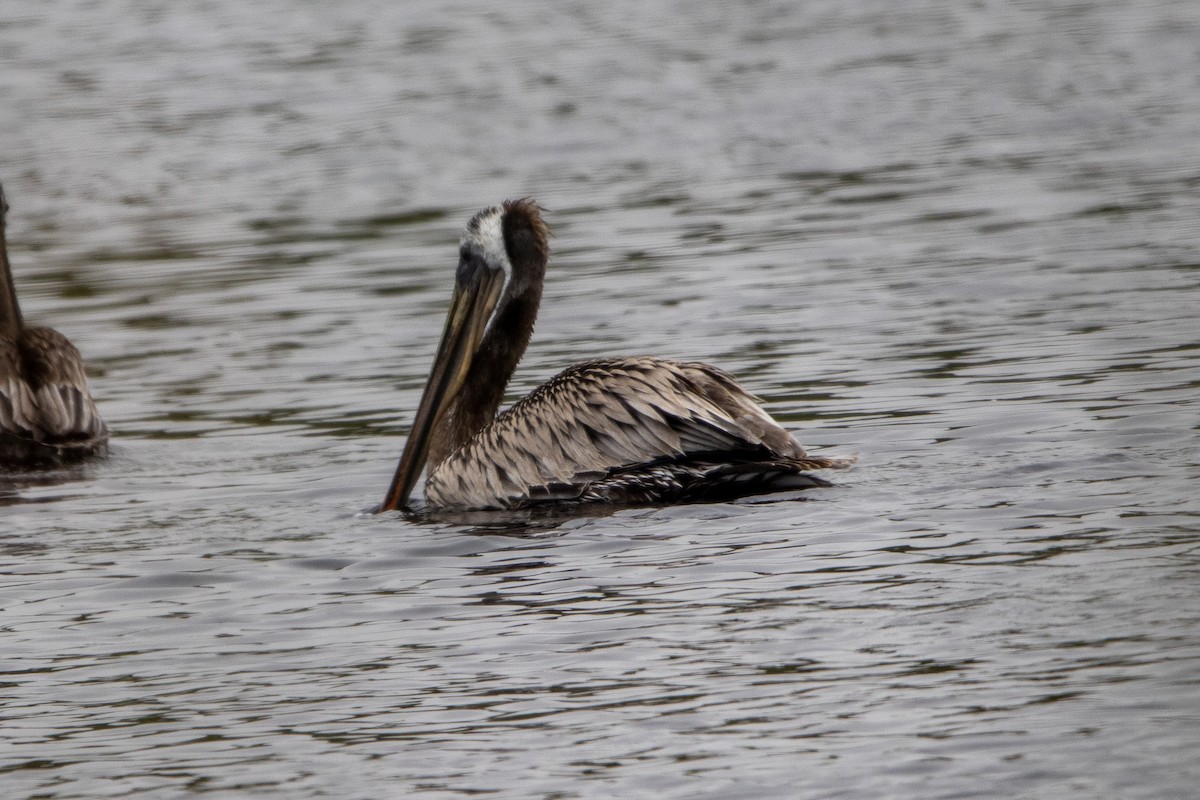 pelikán hnědý - ML591985951