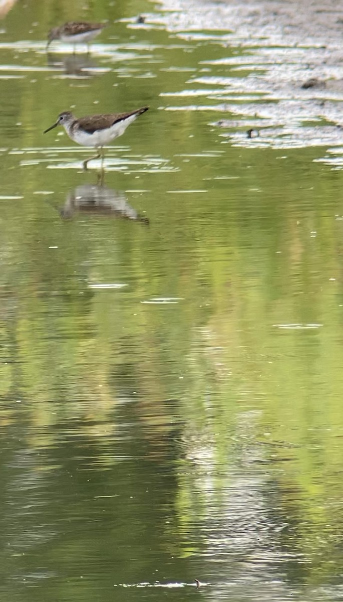 eremittsnipe - ML591986031