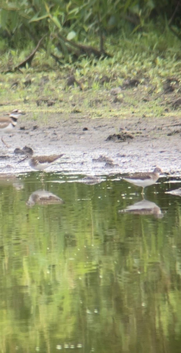 eremittsnipe - ML591986041