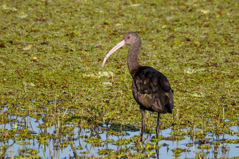 ibis americký - ML591986081