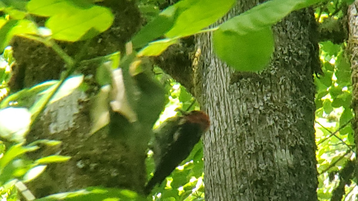 Red-breasted Sapsucker - ML591986231