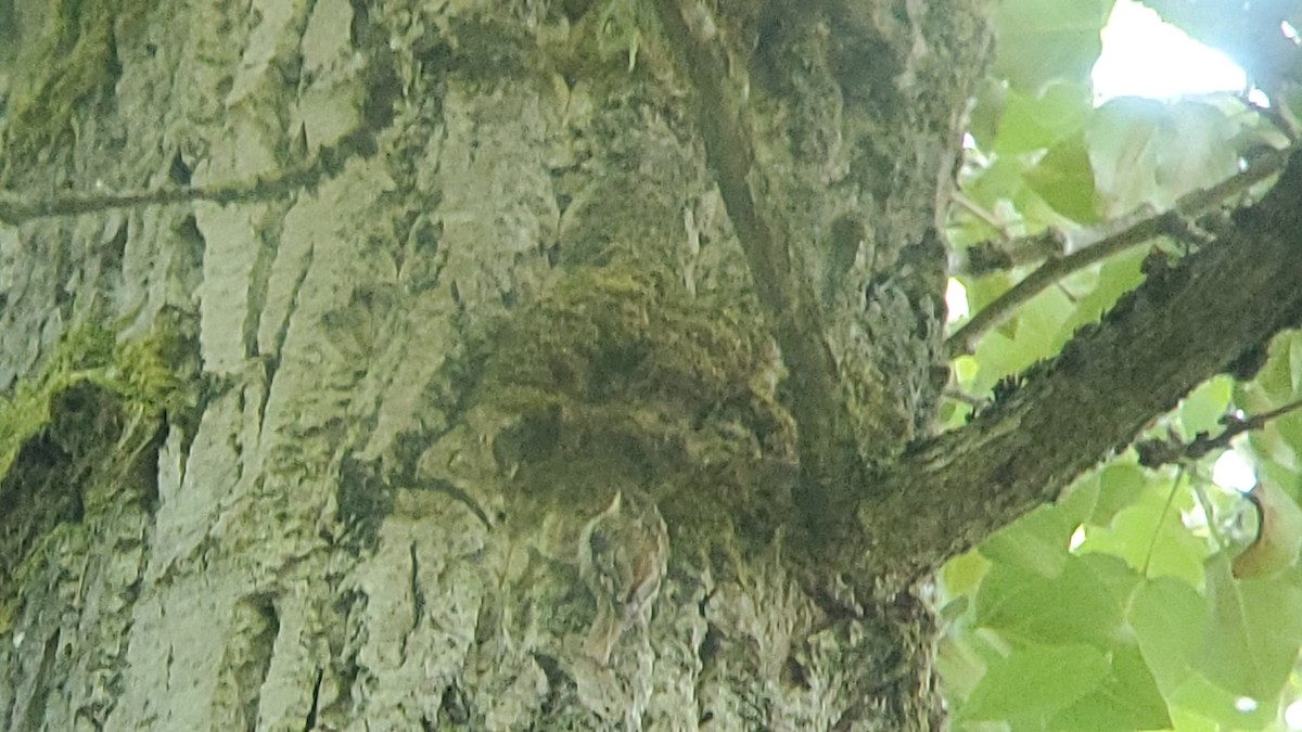 Brown Creeper - ML591986331