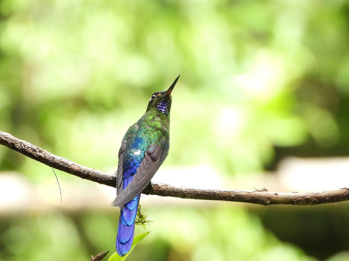 Long-tailed Sylph - ML591987231