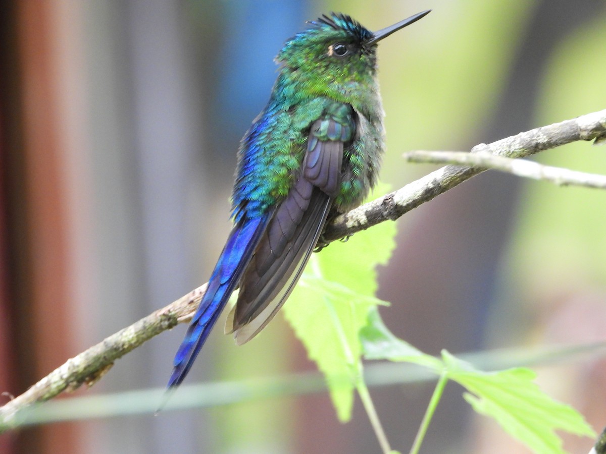 Long-tailed Sylph - ML591987241