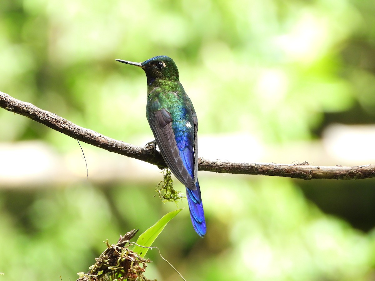 Long-tailed Sylph - ML591987321