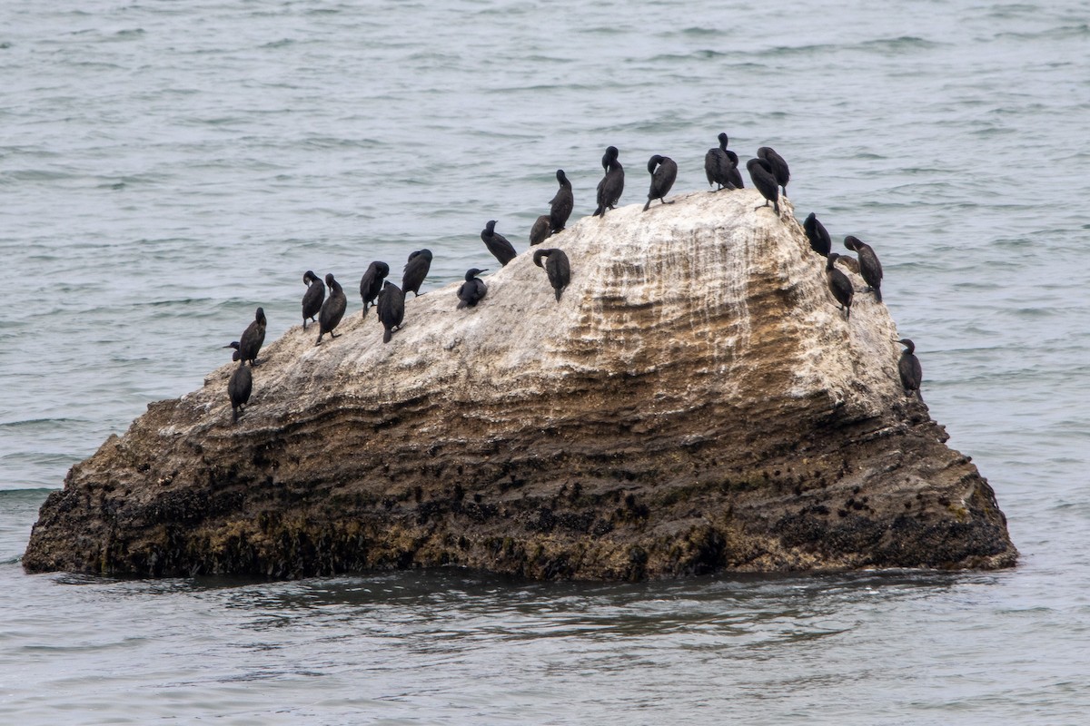 Brandt's Cormorant - Paul Ossowski