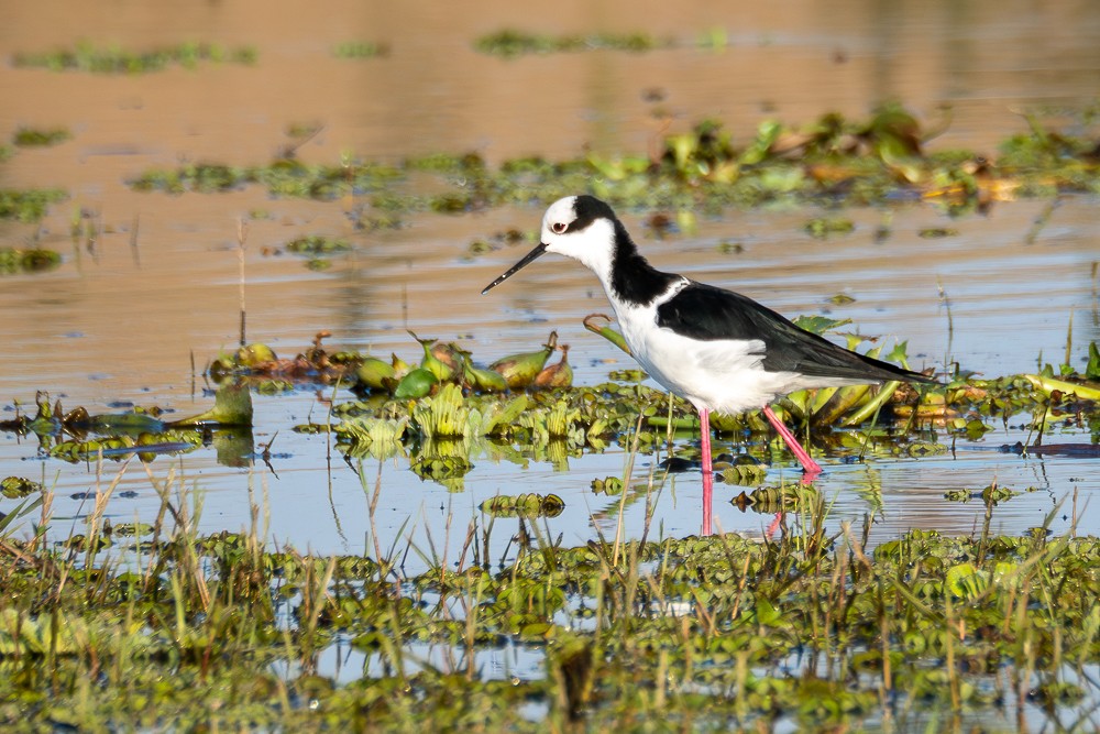 Black-necked Stilt (White-backed) - ML591989921