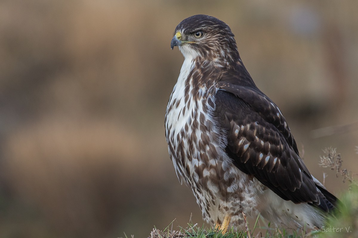 Rufous-tailed Hawk - ML591989981