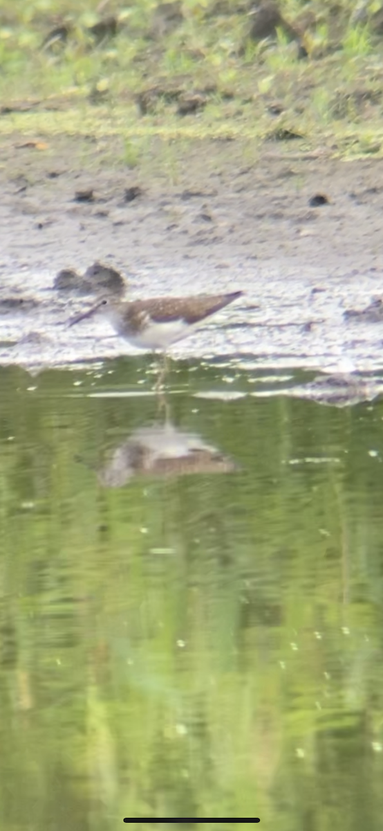 eremittsnipe - ML591991301