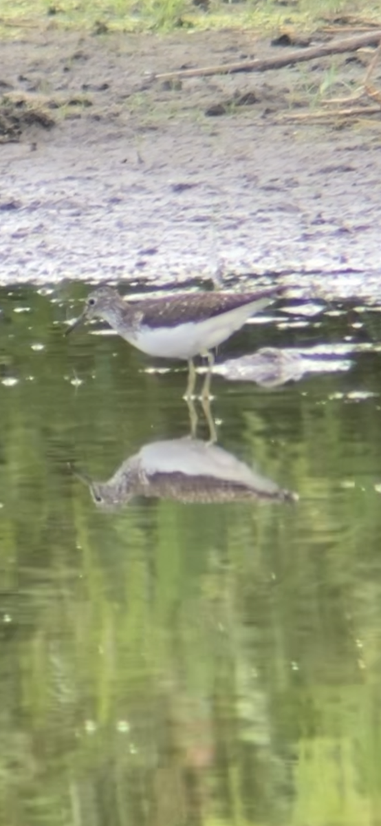 eremittsnipe - ML591991311