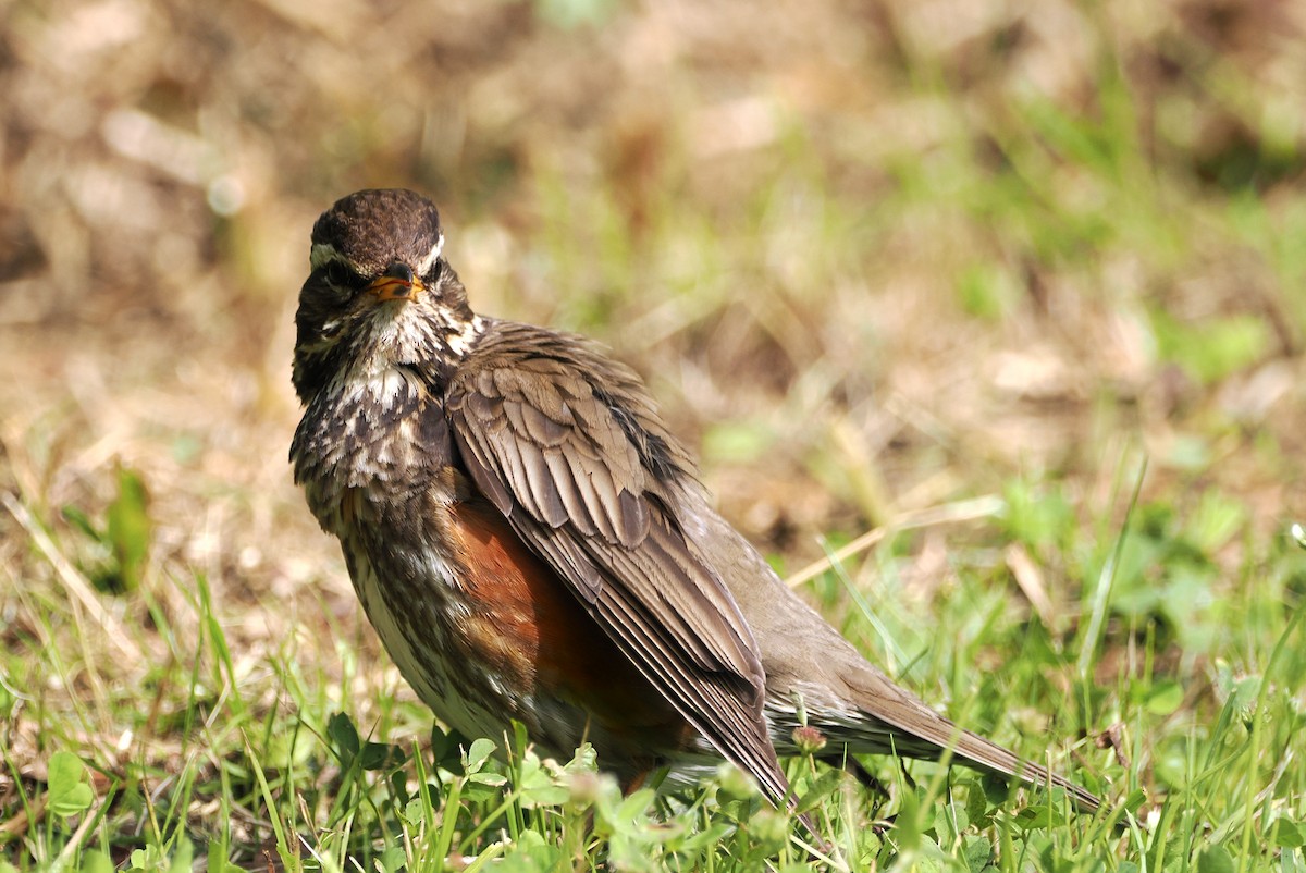 Redwing (Icelandic) - ML591991501