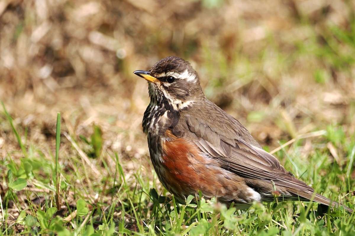 Grive mauvis (coburni) - ML591991511