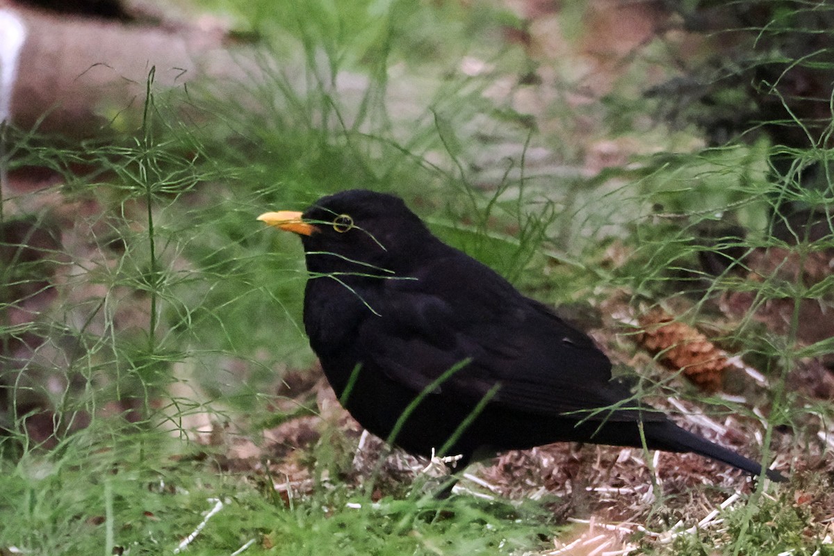 Eurasian Blackbird - ML591991531