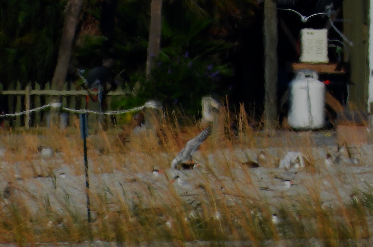 large tern sp. - ML591991901