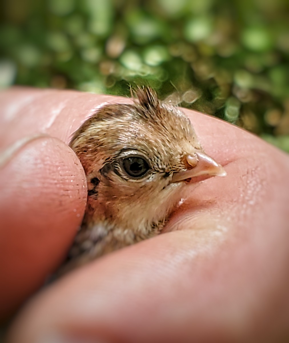 California Quail - ML591993421