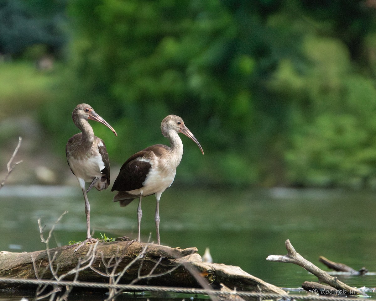 White Ibis - ML591993651