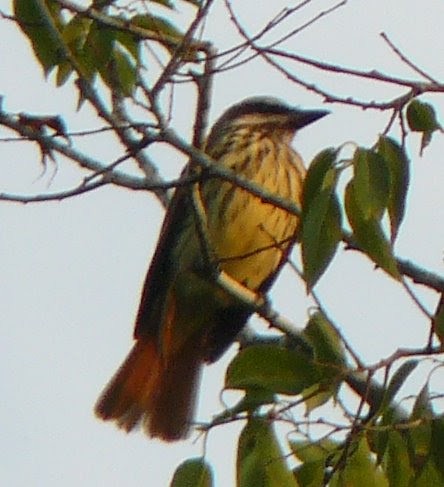 Sulphur-bellied Flycatcher - ML591993761