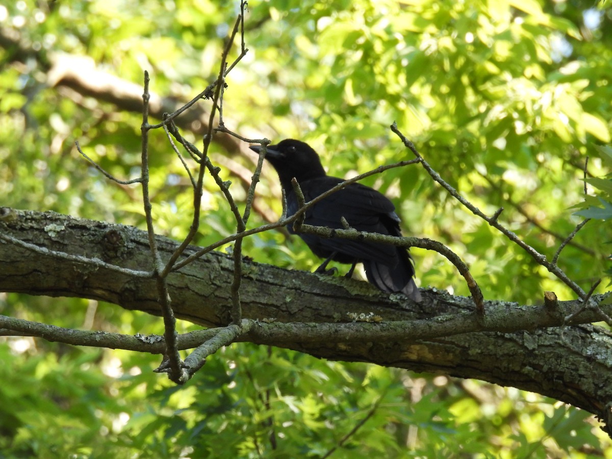 Fish Crow - Shannon Walker