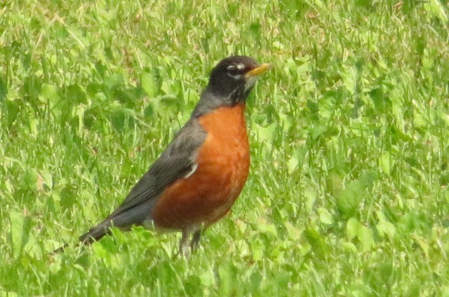 American Robin - ML591996131