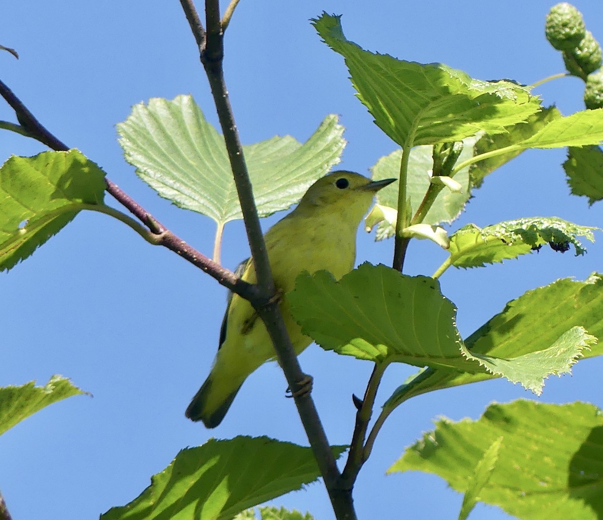 Yellow Warbler - Mary McCafferty